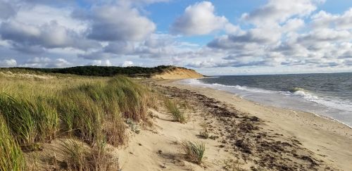 A sandy beach with tall grass, gentle waves, and a cloudy sky, bordered by a wooded area and sandy cliffs in the distance.