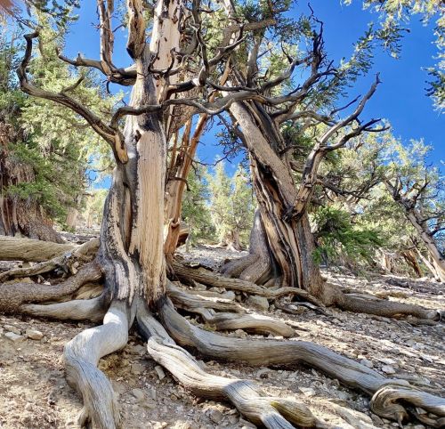 Gnarled tree roots and twisted trunks on a rocky slope, surrounded by greenery under a clear blue sky.