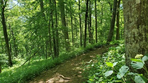 A lush green forest with tall trees and a winding dirt path surrounded by vibrant foliage.