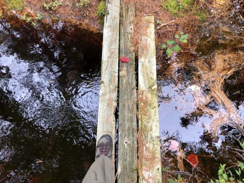 A foot on a wooden plank bridge over a calm, reflective water surface surrounded by greenery and fallen leaves.