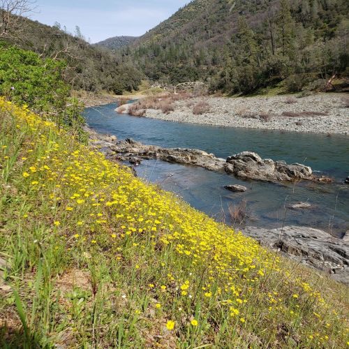 A river flows beside a rocky bank, lined with vibrant yellow wildflowers and surrounded by lush green hills.