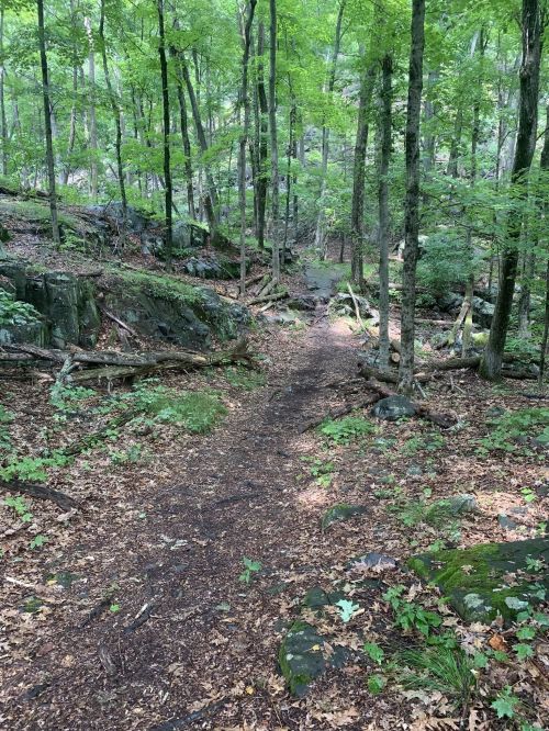 A narrow dirt path winds through a lush green forest with trees, rocks, and scattered leaves on the ground.