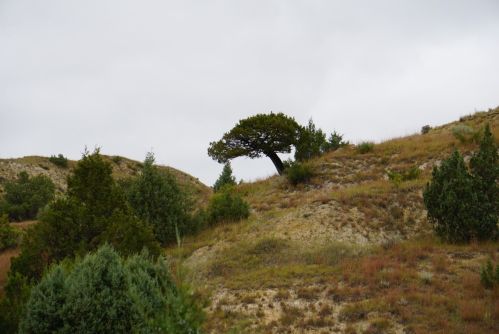 A lone tree stands on a grassy hillside under a cloudy sky, surrounded by shrubs and small trees.