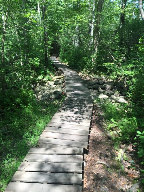 A wooden boardwalk winding through a lush green forest, surrounded by trees and rocks.