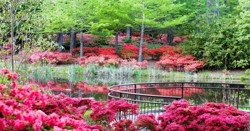 A serene pond surrounded by vibrant pink azaleas and lush green trees, reflecting the colorful blooms.