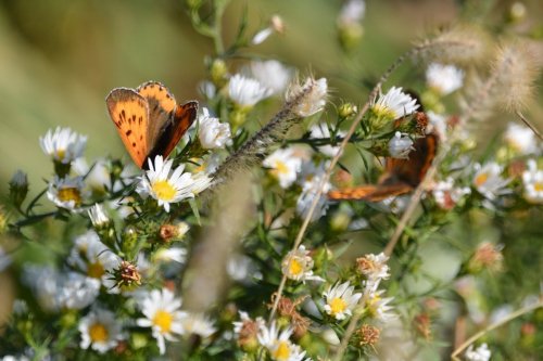 A close-up of orange butterflies resting on white and yellow wildflowers in a sunny field.