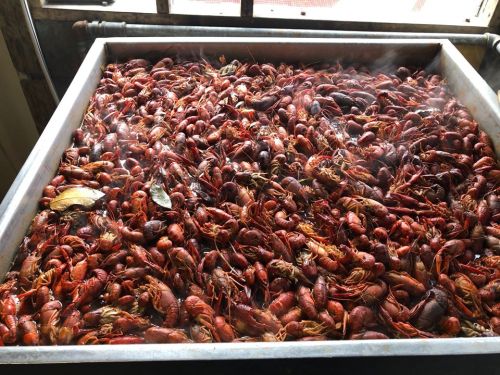 A large metal container filled with steaming, cooked crawfish, showcasing their vibrant red color.