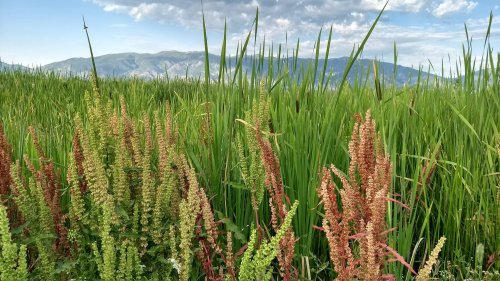Lush green field with tall grasses and clusters of red and green plants, set against a mountainous backdrop under a cloudy sky.