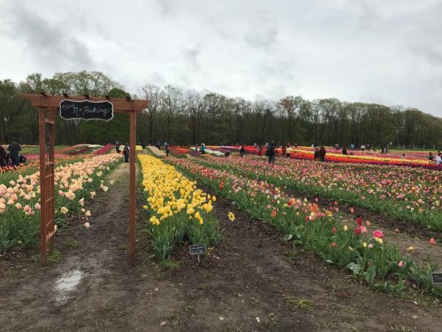 A vibrant tulip field with visitors picking flowers, under a cloudy sky. A sign reads "U-Picking."