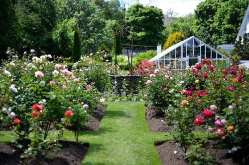 A vibrant rose garden with colorful blooms and a green lawn, featuring a greenhouse in the background.
