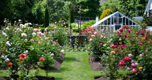 A vibrant rose garden with colorful blooms and a neatly trimmed path leading to a greenhouse in the background.