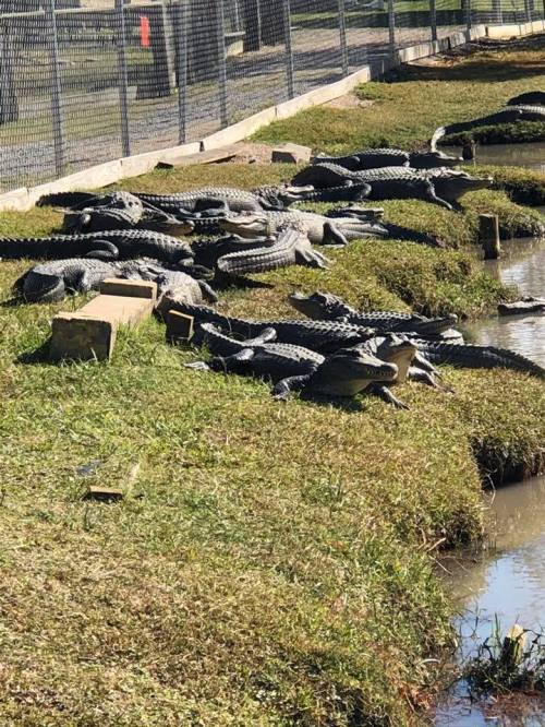 A group of alligators sunbathing on grassy banks near a pond, with a fence in the background.