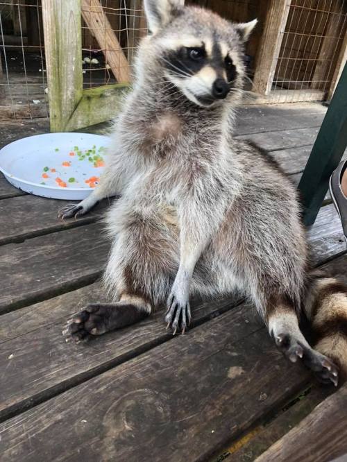 A raccoon sitting on a wooden floor, looking curiously at a plate of vegetables nearby.