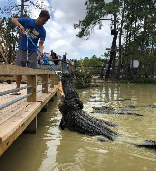 A man on a dock feeds an alligator in a swampy area, surrounded by trees and other alligators in the water.