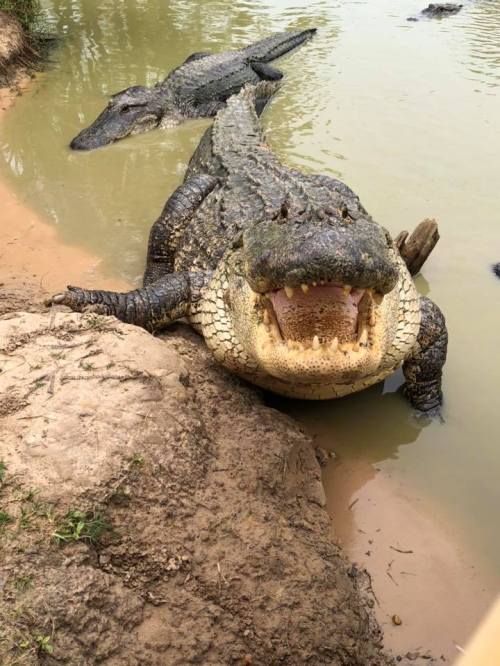 A large crocodile with its mouth open, resting on the bank of a muddy pond, with another crocodile in the background.