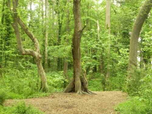 A serene forest scene featuring tall trees and lush greenery, with a clear path covered in small stones.