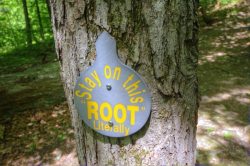 A sign on a tree trunk reads, "Stay on this 'ROOT' Literally," in bright yellow letters.