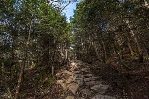 A rocky trail winding through a dense forest with tall trees and a clear blue sky above.