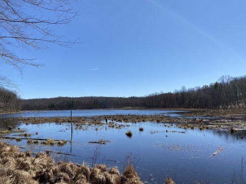 A serene lake surrounded by trees and grass under a clear blue sky, reflecting the landscape in calm waters.
