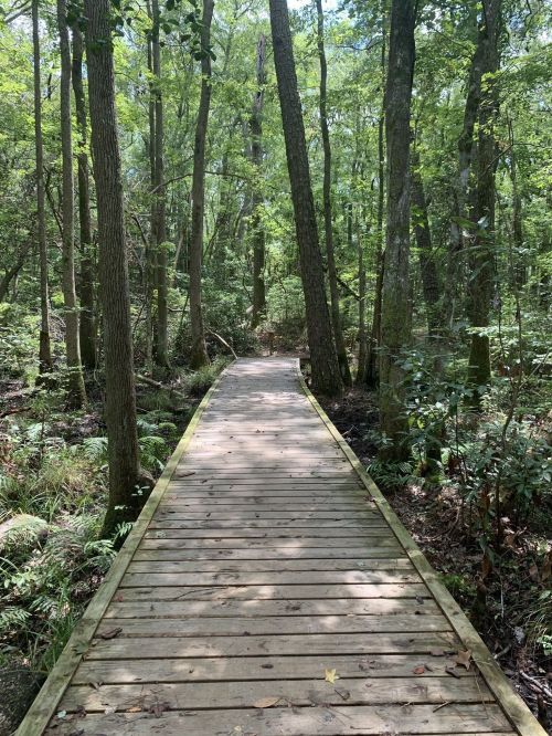 A wooden boardwalk winding through a lush green forest with tall trees and dense foliage on either side.