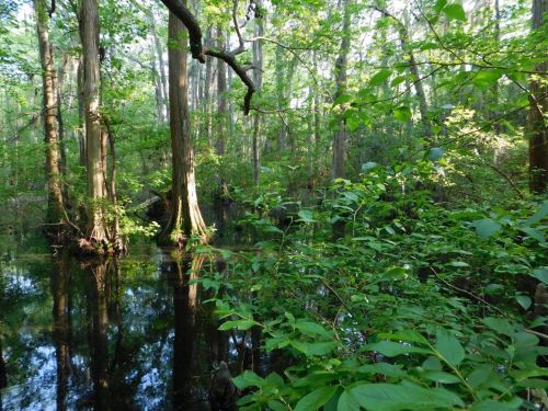 Lush green forest with tall trees reflecting in a calm, dark waterway surrounded by dense foliage.