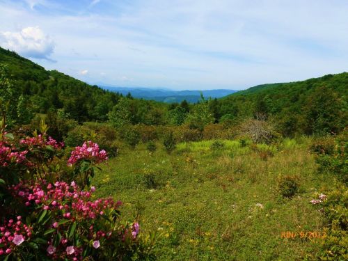 A scenic view of rolling green hills and mountains, with blooming pink flowers in the foreground under a blue sky.