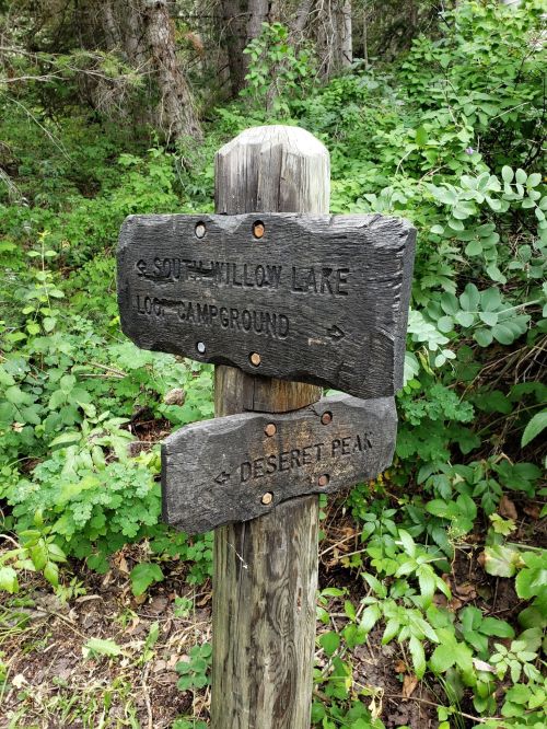 Wooden signpost in a forest, pointing to South Willow Lake and Deseret Peak, surrounded by greenery.
