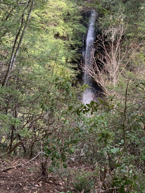 A serene waterfall cascades down a rocky cliff, surrounded by lush green trees and sparse branches.