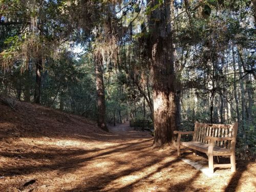 A serene forest path lined with trees and a wooden bench, surrounded by pine needles and dappled sunlight.