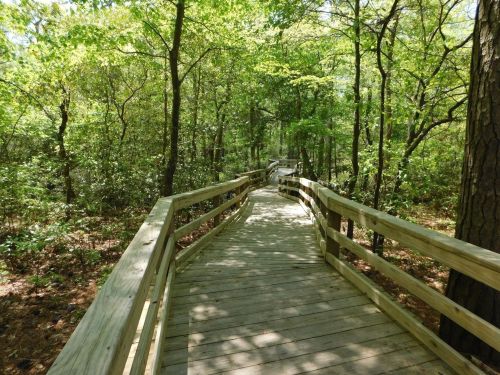 A wooden boardwalk winding through a lush green forest with trees and foliage on either side.