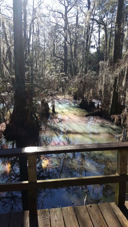 A serene swamp scene with cypress trees, moss, and calm water reflecting sunlight, viewed from a wooden boardwalk.