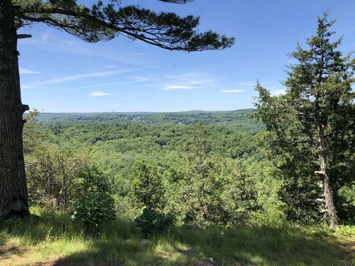 A scenic view of lush green hills and trees under a clear blue sky, framed by tall pine trees.