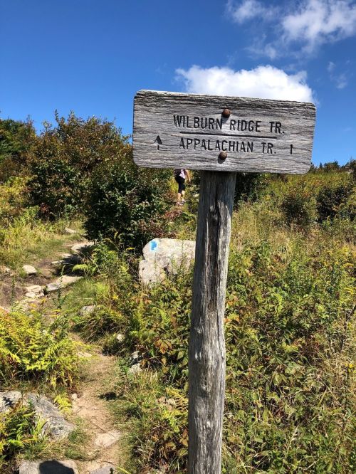 Wooden trail sign pointing to Wilburn Ridge Trail and Appalachian Trail, surrounded by greenery under a blue sky.