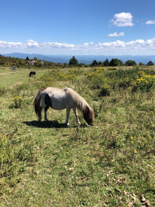 A pony grazes in a grassy field with wildflowers under a blue sky and distant mountains.