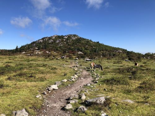 A rocky path leads through a grassy landscape with cows grazing, under a clear blue sky and a distant hill.