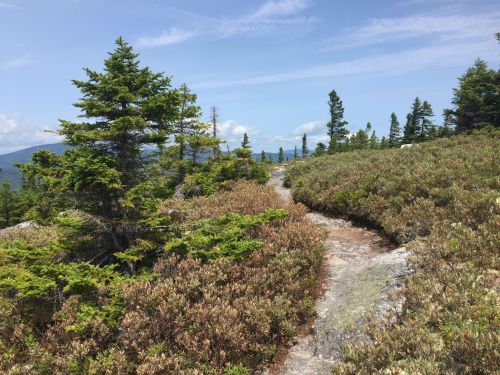 A rocky path winds through green shrubs and trees under a clear blue sky in a mountainous landscape.