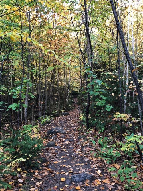 A winding dirt path through a forest with colorful autumn leaves and trees on either side.