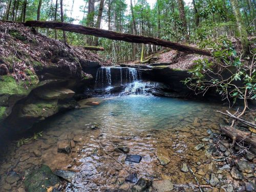 A serene forest scene featuring a small waterfall cascading into a clear pool, surrounded by lush greenery and rocks.