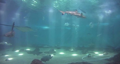 Underwater scene with various fish and a shark swimming in a blue-lit aquarium environment.