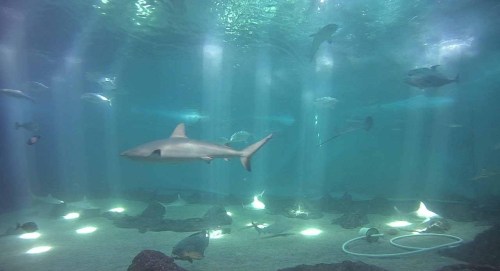 A serene underwater scene featuring a shark and various fish swimming in a well-lit aquarium environment.