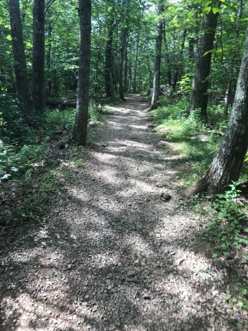 A winding gravel path through a lush green forest, surrounded by tall trees and dappled sunlight.
