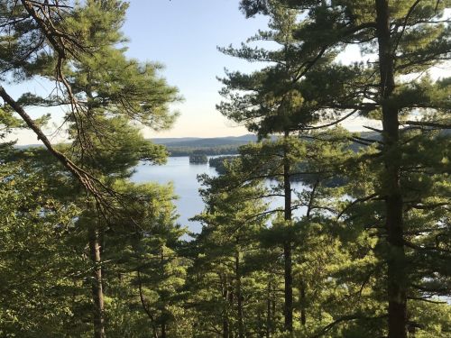 A serene view of a lake surrounded by lush green pine trees under a clear blue sky.