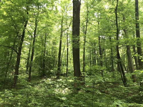 Lush green forest with tall trees and dense undergrowth, illuminated by soft sunlight filtering through the leaves.