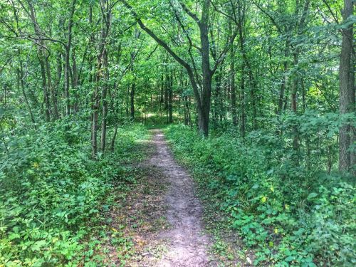 A narrow dirt path winding through a lush green forest filled with trees and dense foliage.