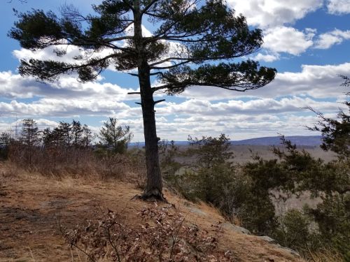 A tall tree stands on a rocky outcrop, overlooking a valley with rolling hills and a cloudy blue sky.