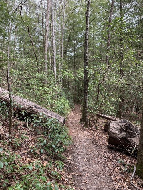 A narrow dirt path winds through a lush forest, flanked by fallen logs and greenery.