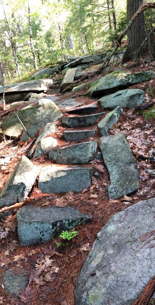 A rocky path leads through a forest, with large stones forming steps among fallen leaves and pine needles.
