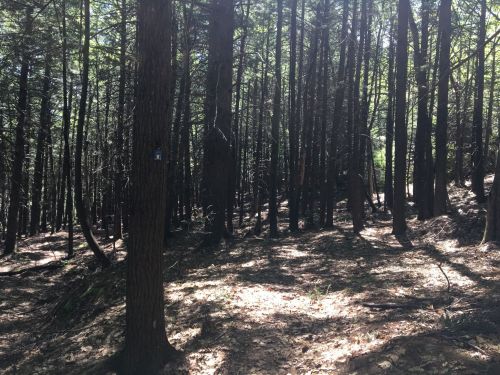 A dense forest with tall trees, dappled sunlight filtering through the leaves onto the forest floor.