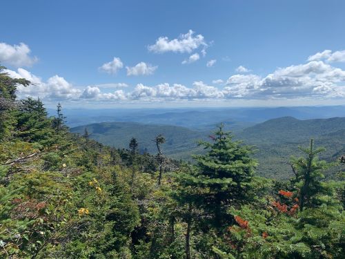 A panoramic view of lush green mountains under a blue sky with scattered clouds. Pine trees in the foreground.