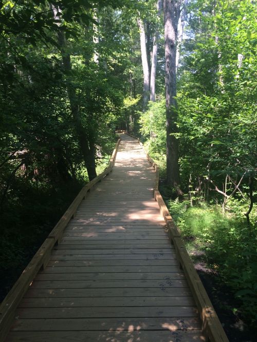 A wooden boardwalk winding through a lush green forest, surrounded by trees and sunlight filtering through the leaves.